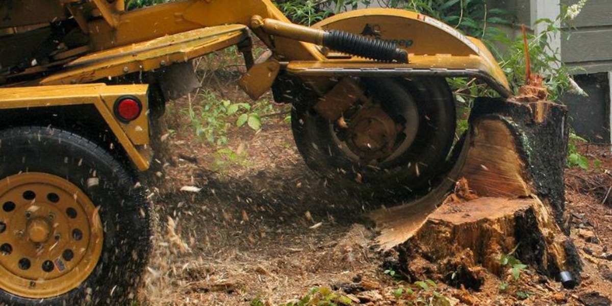 Best Ways To Remove Tree Stumps Stump Removal Methods