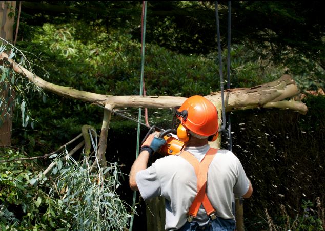 Tree Trimming Safety Guidelines: What You Need to Know