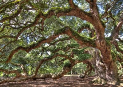 A huge tree with a lot of branches