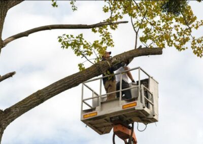 Two tree experts in a bucket truck cutting branches of a tree