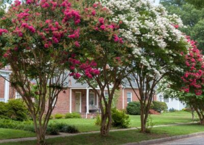 Front lawn of houses with flowering shrubs