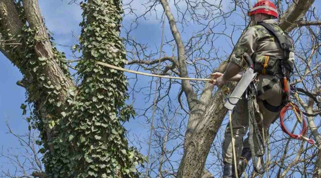 Cutting Tree Roots: Understanding the Consequences