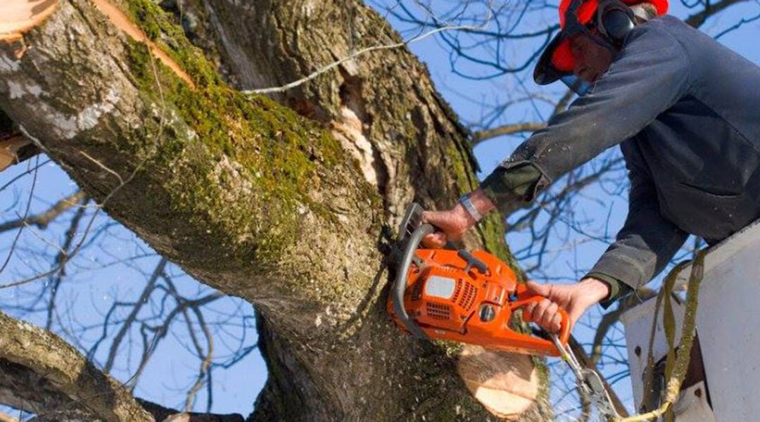 What is Considered Hazardous Tree Removal: How Pros Can Help