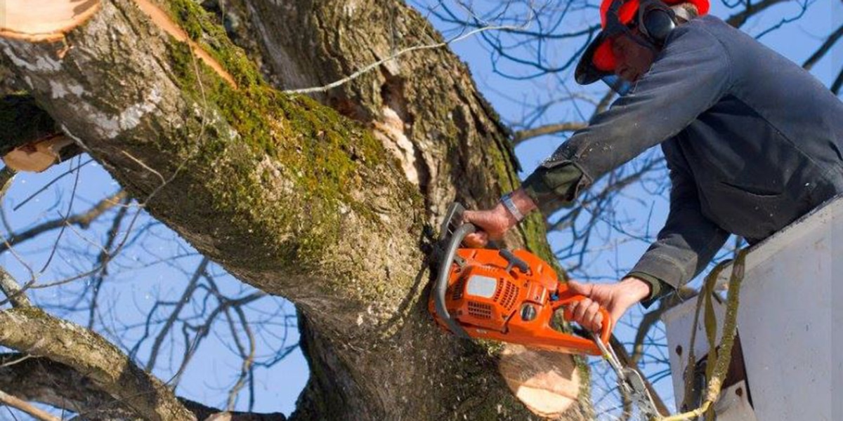 Hazardous Tree Removal Spotting And Felling Dangerous Trees