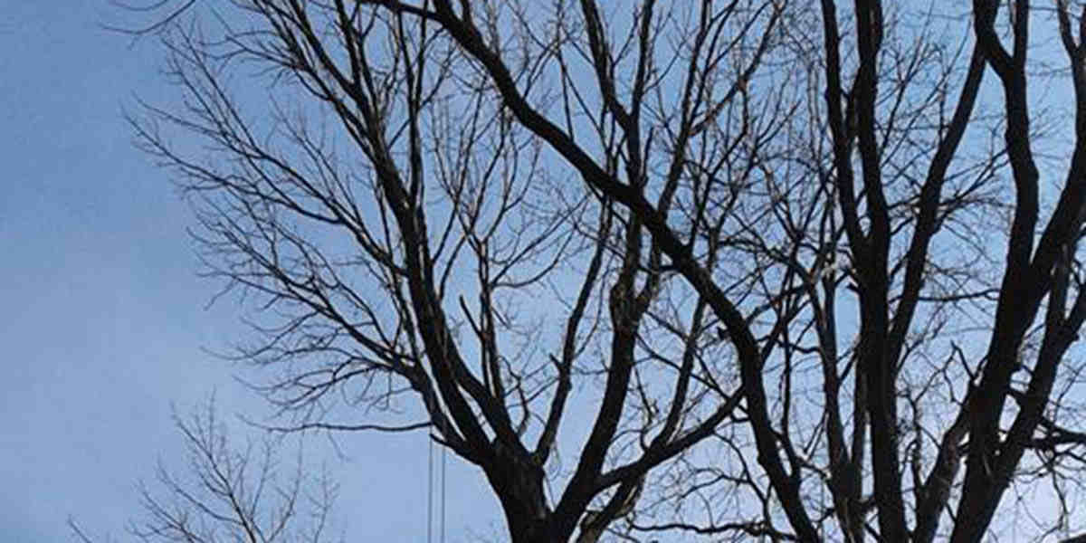 How to Bring a Tree Back to Life Proven Tree Revival Tips