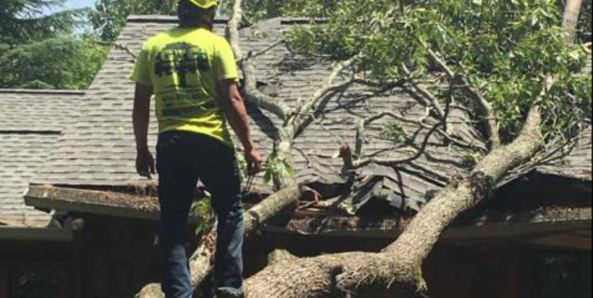 How to Save a Tree With Stripped Bark Techniques That Work