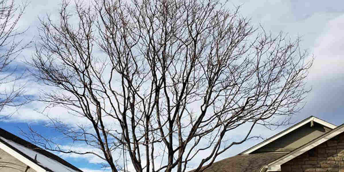 How to Tell if a Tree Is Sick & What to Do in This Situation