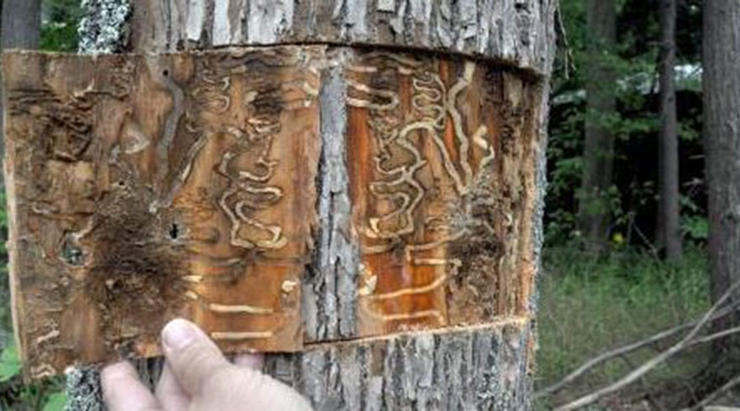 How to Get Rid of Bark Beetles: Eight Tips