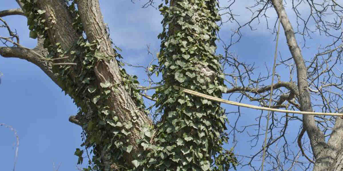 Is White Fungus on Trees Dangerous in Milton, GA?