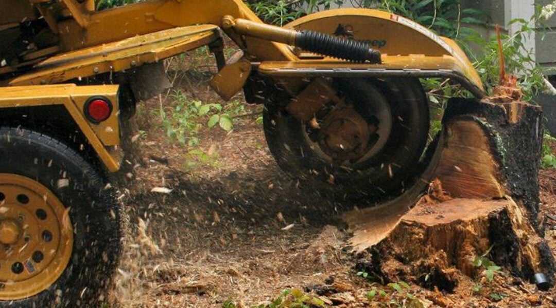 Five Best Ways to Remove a Tree Stump