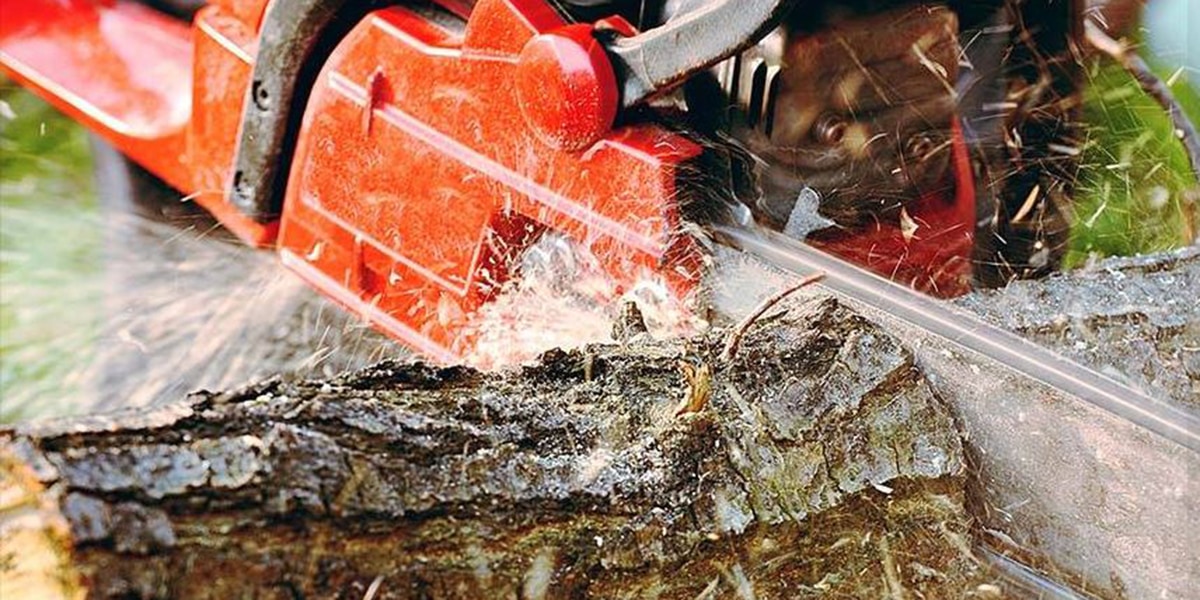 Removing Large Trees How Pros Safely Cut Down Big Trees