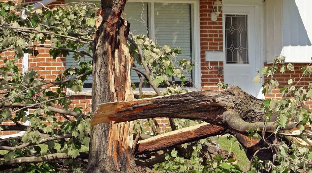 Six Types of Tree Damage and How to Spot Them