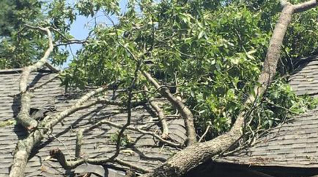 What Causes a Tree to Only Have Branches on One Side?