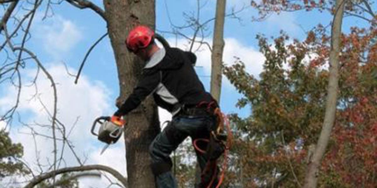 Why Trimming Trees in Fall Is a Bad Idea and When to Do It