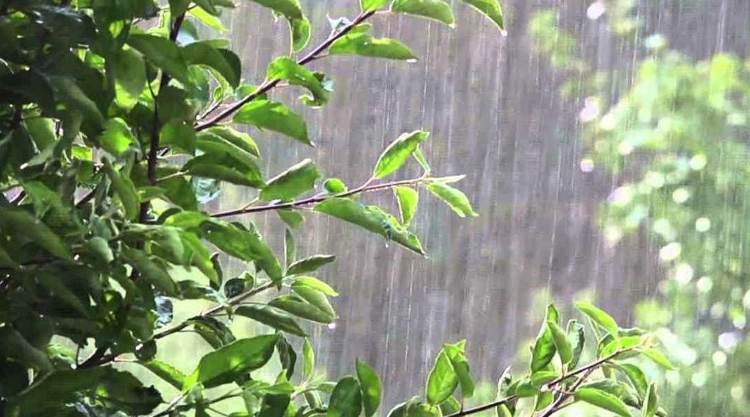 Water Flowing from Tree Trunk: Why It Happens