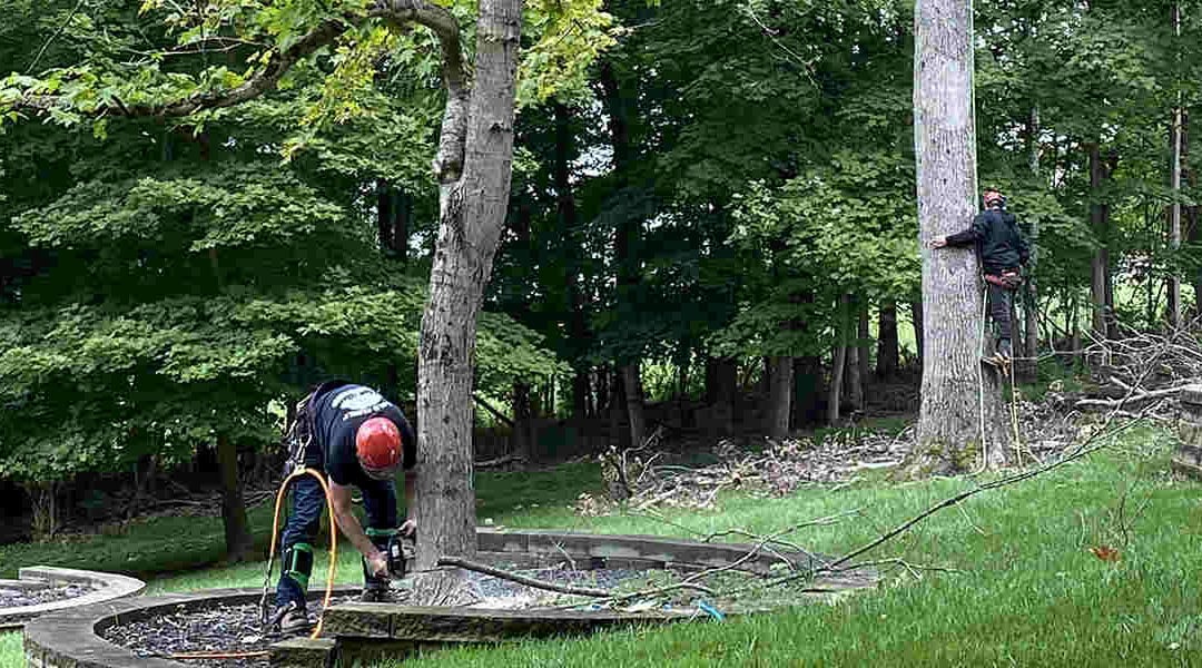 When Should Trees Be Transplanted?