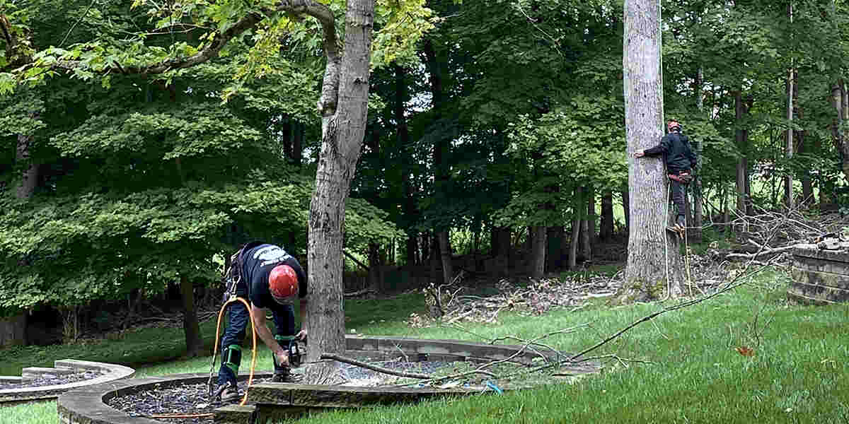 When Should Trees Be Transplanted? Tips From Tree Experts
