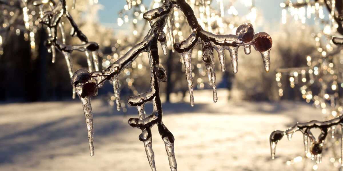 Why Do Trees Lose Their Leaves in Winter in Milton, GA?