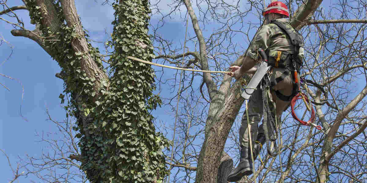 Why Do Trees Shed Their Bark in Milton, GA, and What to Do?